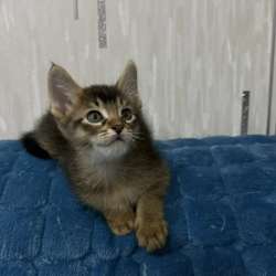 Котята Чаузи в Барнауле фото 3