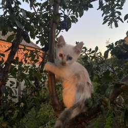 Котята в Краснодаре