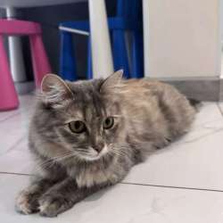 Котята в добрые руки! в Казани фото 7