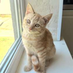 Котеночек ищет себе новый дом