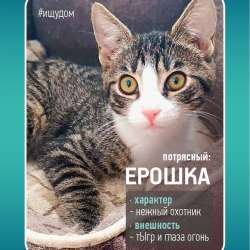 Ерошка - крошка в дар