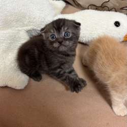 Шотландские котята в Черкесске