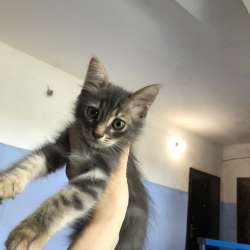 Котенок