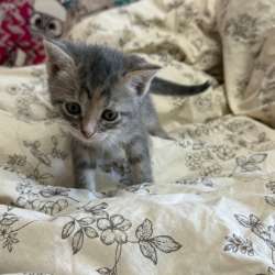 Отдам котят в добрые руки в Нижнем Новгороде фото 3