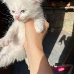 котята в Махачкале фото 4