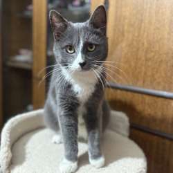 Котик Семик ищет дом в Обнинске