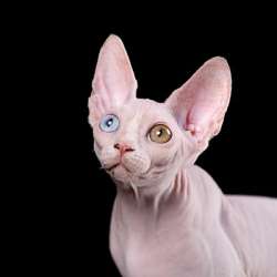 Очаровашка - Эльф, Бамбино, сфинкс