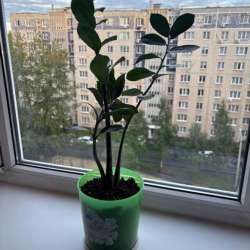 Долларовое дерево