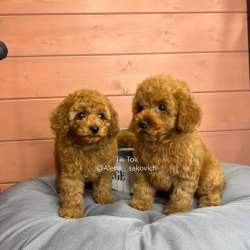 Карликовый Пудель Poodle фото 3