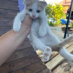 Котята ищут дом в Краснодаре