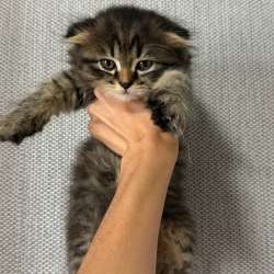 Продам котят шотландской породы в Москве фото 3