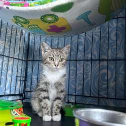 Самый милый котенок в мире в Санкт-Петербурге фото 3