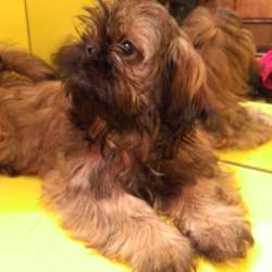 Verkaufe einen Shih Tzu Hund