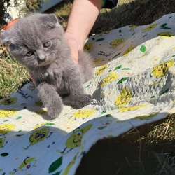Скоттиш страйт и Скоттиш фолд фото 3