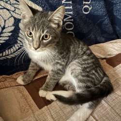 Котенок в добрые руки в Рязани фото 3