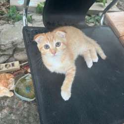 Вислоухие котята
