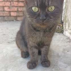 котята ищут дом в Геленджике