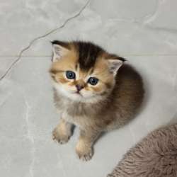 Котенок шиншила