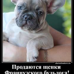 Очаровательные щеночки французского бульдога фото 17