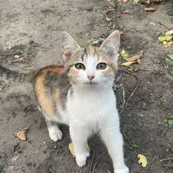 Отдам котят бесплатно СРОЧНО