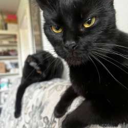 кошка