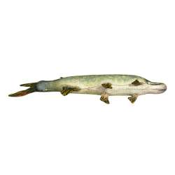 плюшевая игрушка щука в Казани фото 9