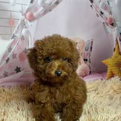 Невероятно красивые щенки той пуделя. Toy poodle фото 5
