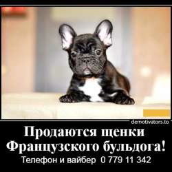 Очаровательные щеночки французского бульдога фото 30