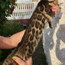 Бенгальские котята