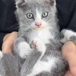 Отдам котят в добрые руки (Кочубей/Кизляр) в Кизляре фото 4