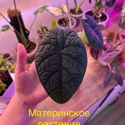 Алоказия мело в Лобне