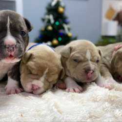 Открыта Бронь на American Bully премиум качества
