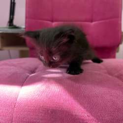 Котята ищут дом??‍⬛ в Краснодаре фото 5