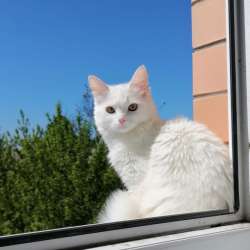Кошка белая