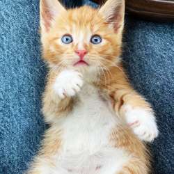 Красивые котята