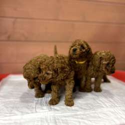 Карликовый Пудель Poodle фото 21