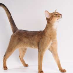 Абиссинский котик