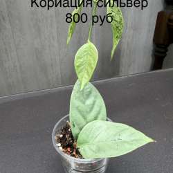 Хойи
