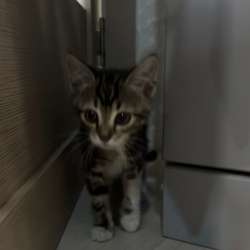 Котенок девочка