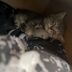 Отдам котёнка в добрые руки в Самаре