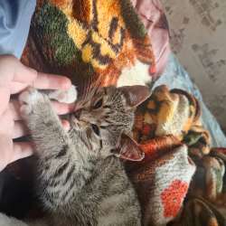 Котенок мальчик 4 месяца в Егорьевске