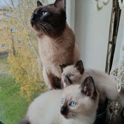 Тайские котята