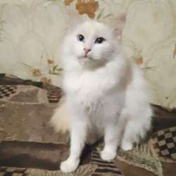 Котенок в добрые руки. Голубоглазая Снежка в Пензе фото 7