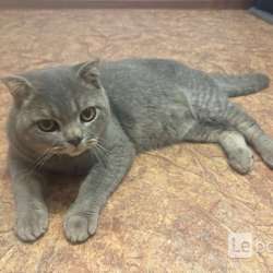 Отдам в хорошие руки кота