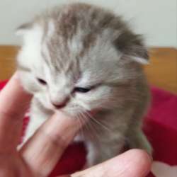 Скоттиш фолд и Скоттиш страйт шиншиллыРодословная фото 7