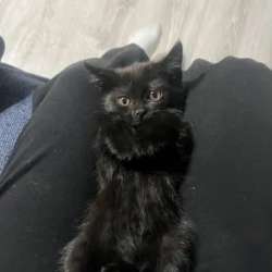 Котенок в добрые руки