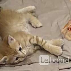 Милые котята, в добрые руки