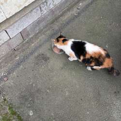 Бездомная кошка