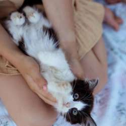 Классные котята в дар
