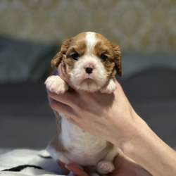 Cavalier king ?